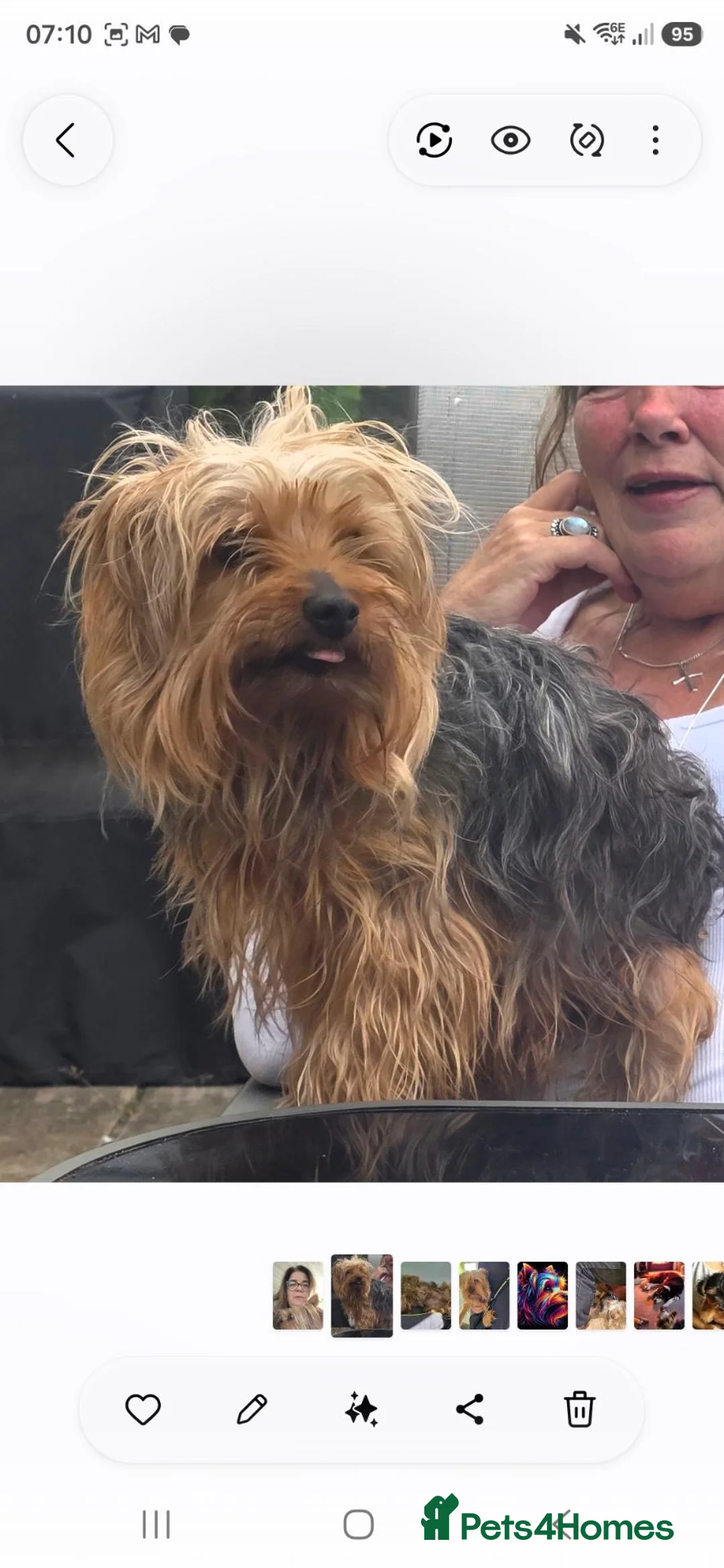 Yorkshire Terrier dogs for sale: For adoption in Yeovil - Advert 1