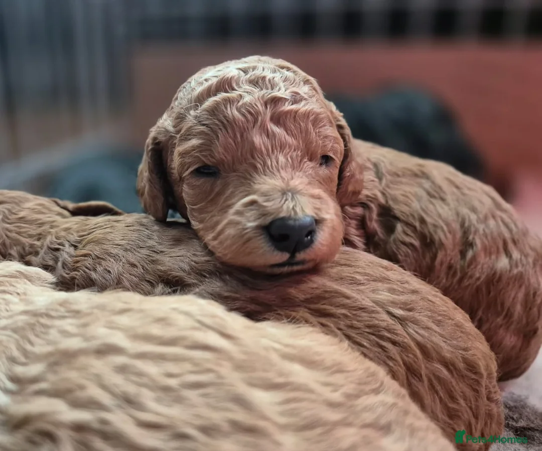 Toy Poodle dogs for stud: *Proven* KC registered Toy Poodle - petite boy in Bolton - Advert 30