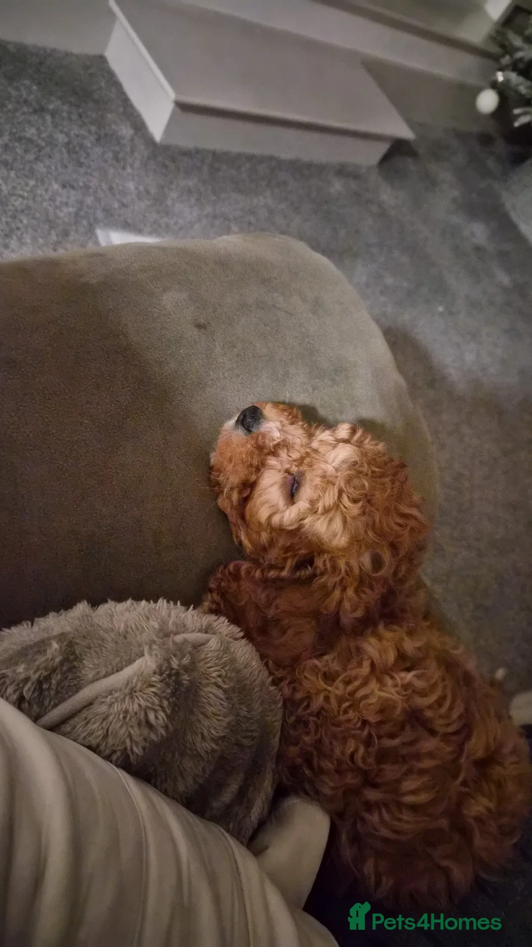 Cavapoo dogs for sale:  4 Months Cavapoo for Sale - Advert 3