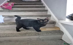 British Shorthair cats for sale: Ready now British silver shorthair Gccf registered - Image 12