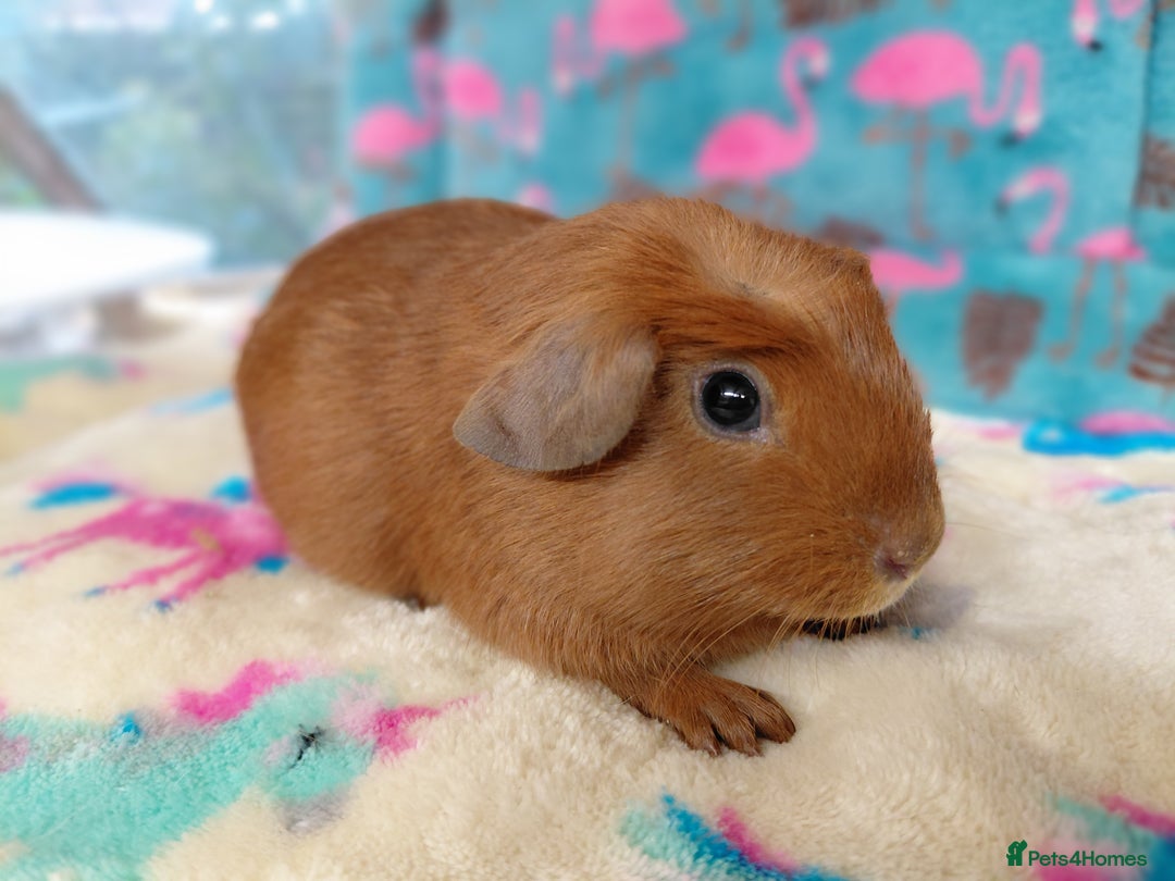 Guinea Pig rodents for sale: Baby Golden Boars / Young Adult Sheltie Boar  RTL  - Advert 12