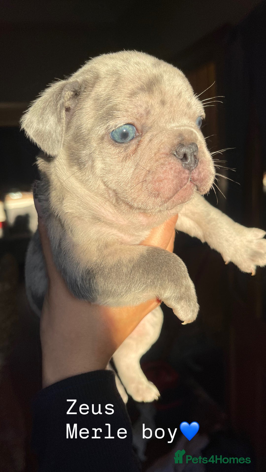 French Bulldog dogs for sale: Gorgeous pied and merle french bulldog puppies🩷💙 - Image 8