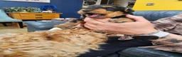 Airedale Terrier dogs for sale: KC REG AIREDALE TERRIERS  - Advert 6