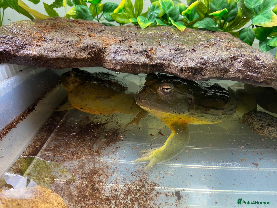 Frog reptiles for sale: Pair of Giant African Bullfrogs with Setup  - Image 2