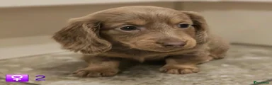Miniature Dachshund 3