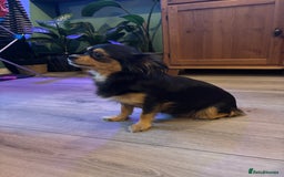 Chihuahua dogs for sale: Beautiful little chihuahua girl - Advert 7