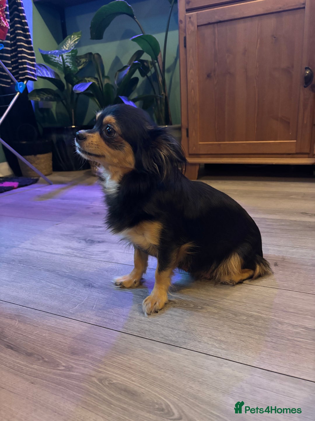 Chihuahua dogs for sale: Beautiful little chihuahua girl - Advert 7