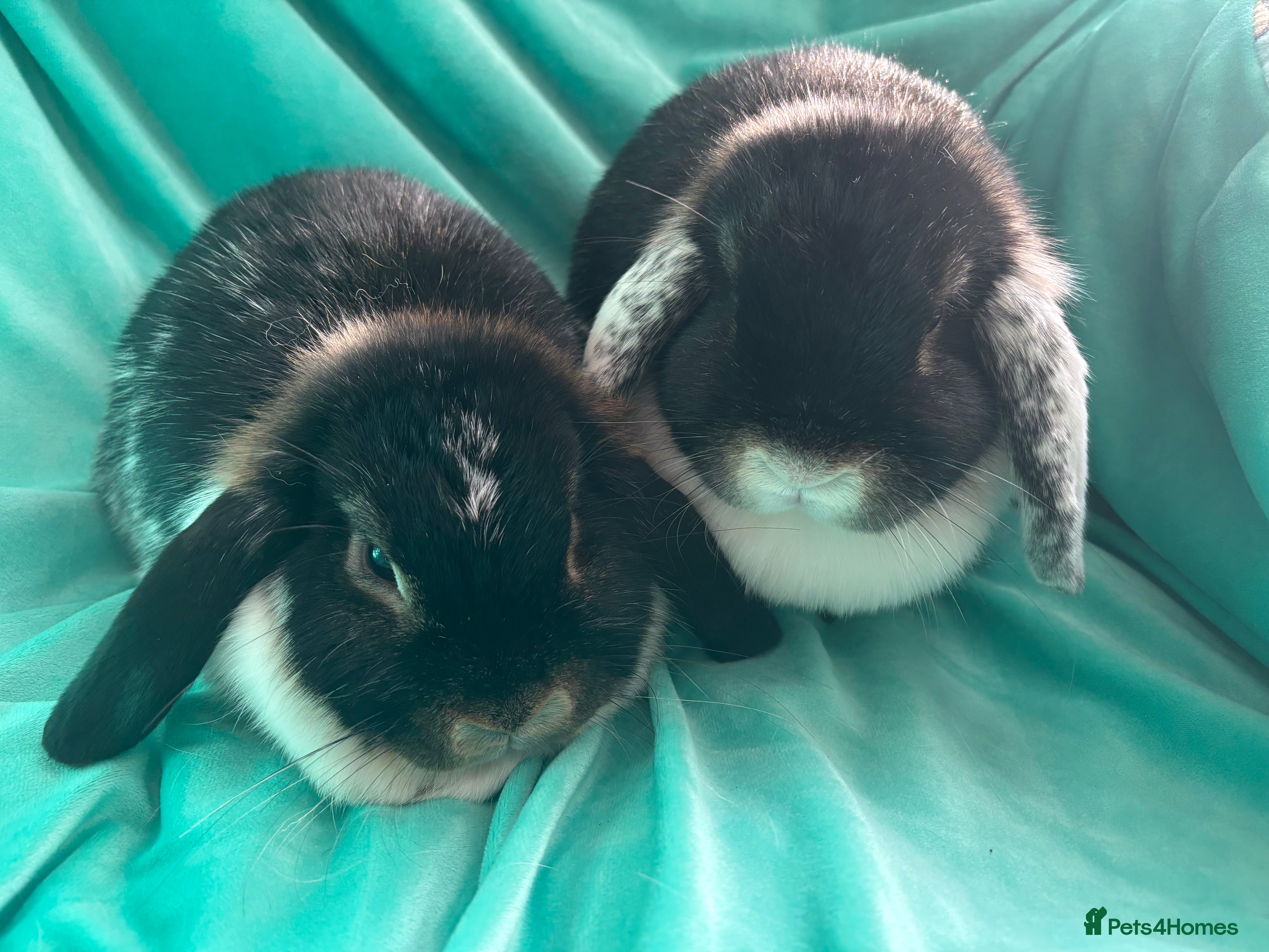 Mini Lop rabbits Cinder & Toffee Lop Rabbits (f) - Advert 1
