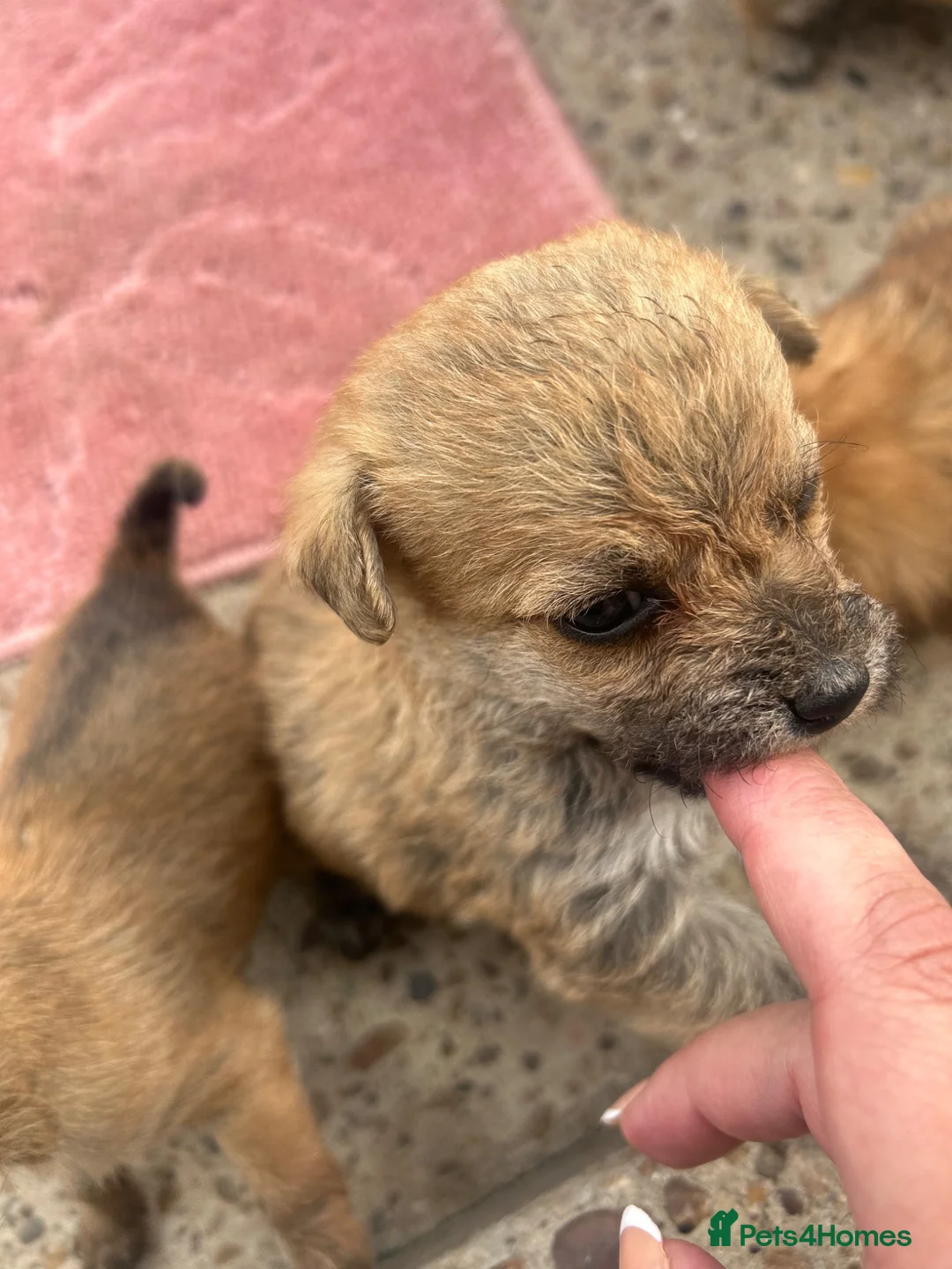 Mixed Breed dogs for sale: Yorkshire terrier cross in Gainsborough - Advert 7