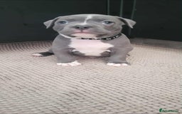 Staffordshire Bull Terrier dogs for sale: Staffordshire Bull Terrier Puppies- Ready Soon! - Image 1