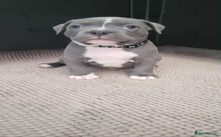 Staffordshire Bull Terrier dogs - Advert 9