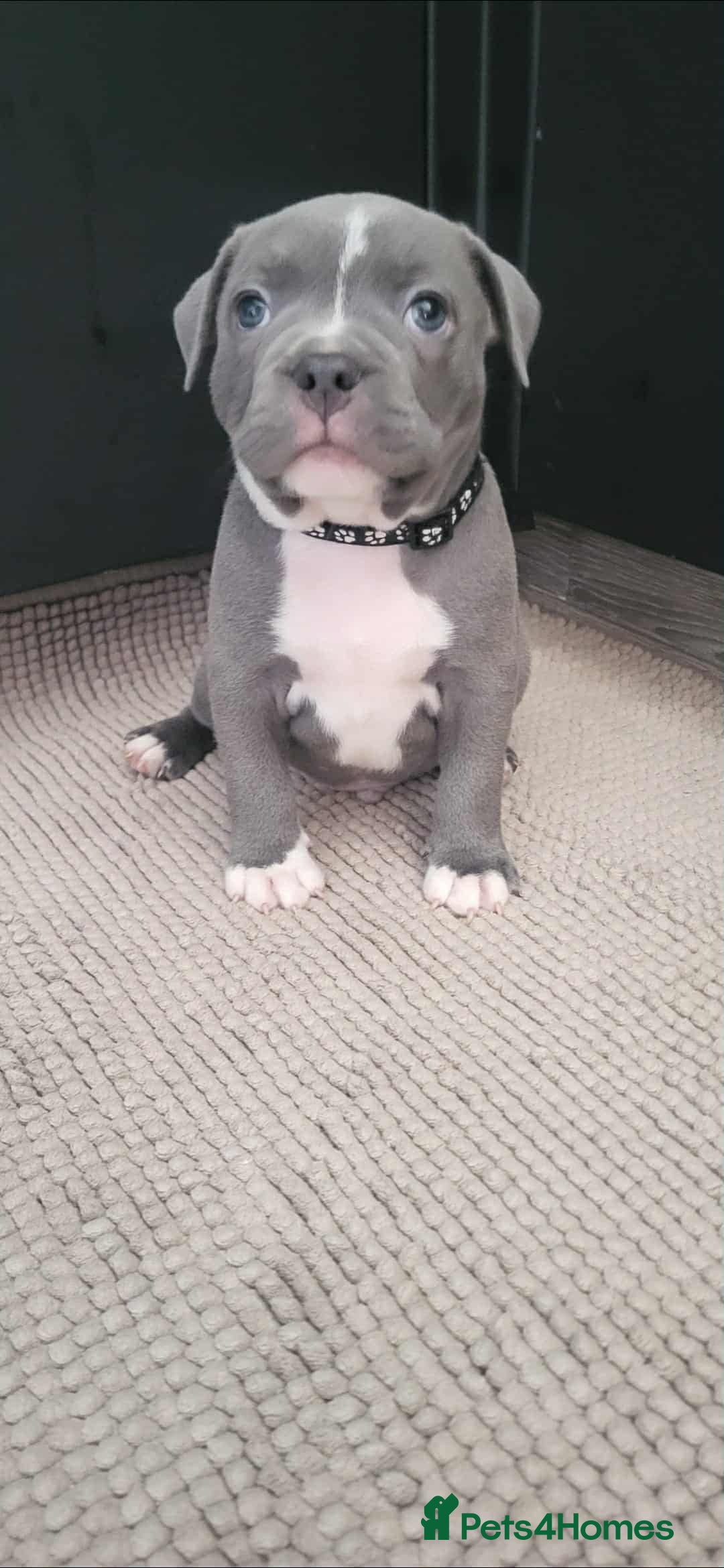 Staffordshire Bull Terrier dogs for sale: Staffordshire Bull Terrier Puppies- Ready Soon! - Image 1