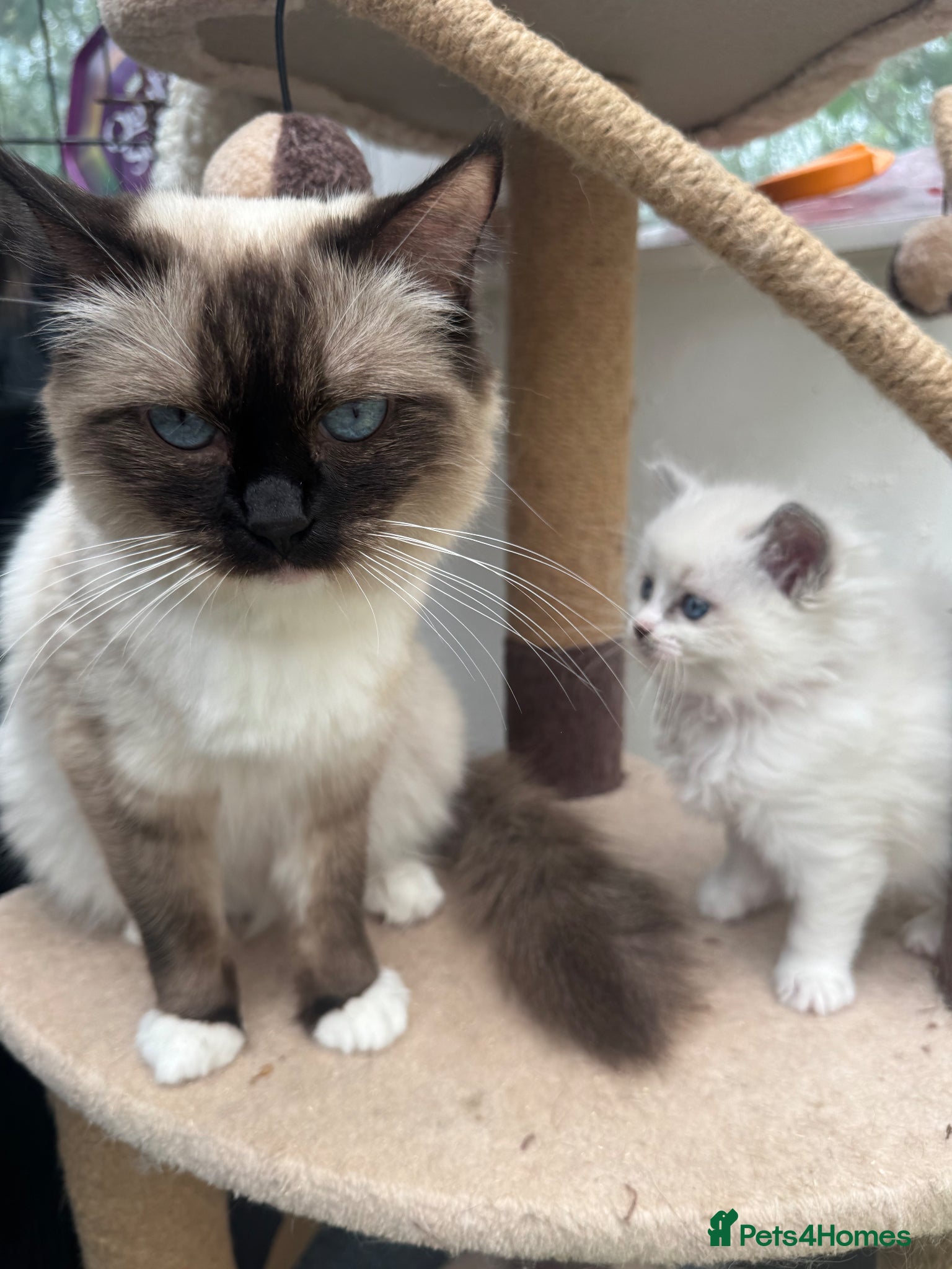 Ragdoll cats Beautiful Ragdoll kittens - Advert 15