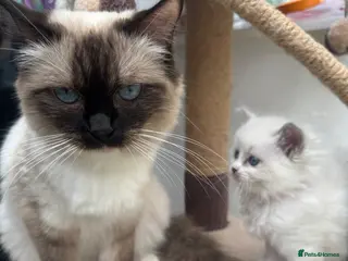 Ragdoll cats Beautiful Ragdoll kittens - Advert 15