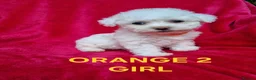 Bichon Frise dogs for sale: Bichon puppies for sale - Advert 7