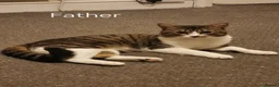 Norwegian Forest Cat cats for sale: For Sale - Advert 2