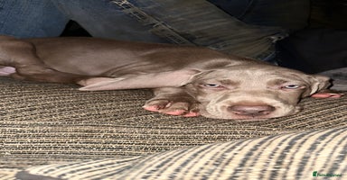 Weimaraner dogs - Advert 2