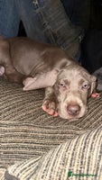 Weimaraner dogs - Advert 2