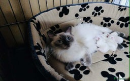 Ragdoll cats for sale: Ragdoll kittens - Image 14