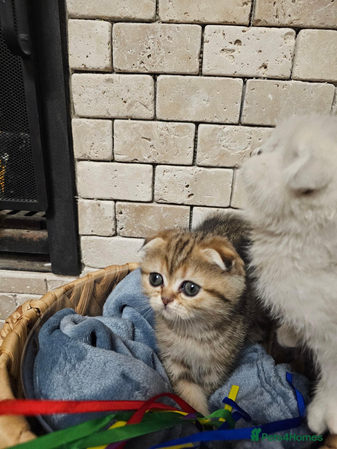 Scottish Fold cats for sale: Stunning scottish folds - Advert 5