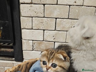 Scottish Fold cats Stunning scottish folds - Advert 1