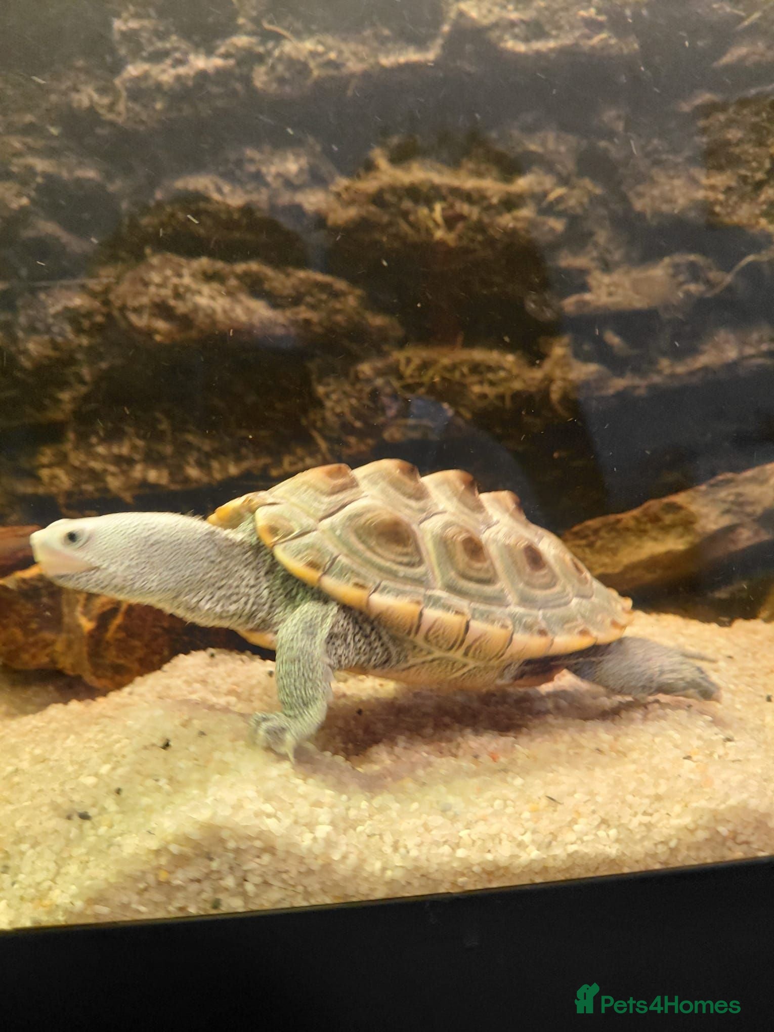 Terrapin reptiles Juvenile Carolina Diamondback Terrapin Fluval 240 - Advert 13