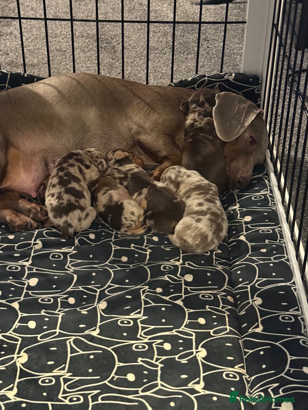 Dachshund dogs for sale: Dapple Dachshund Puppies - Image 7