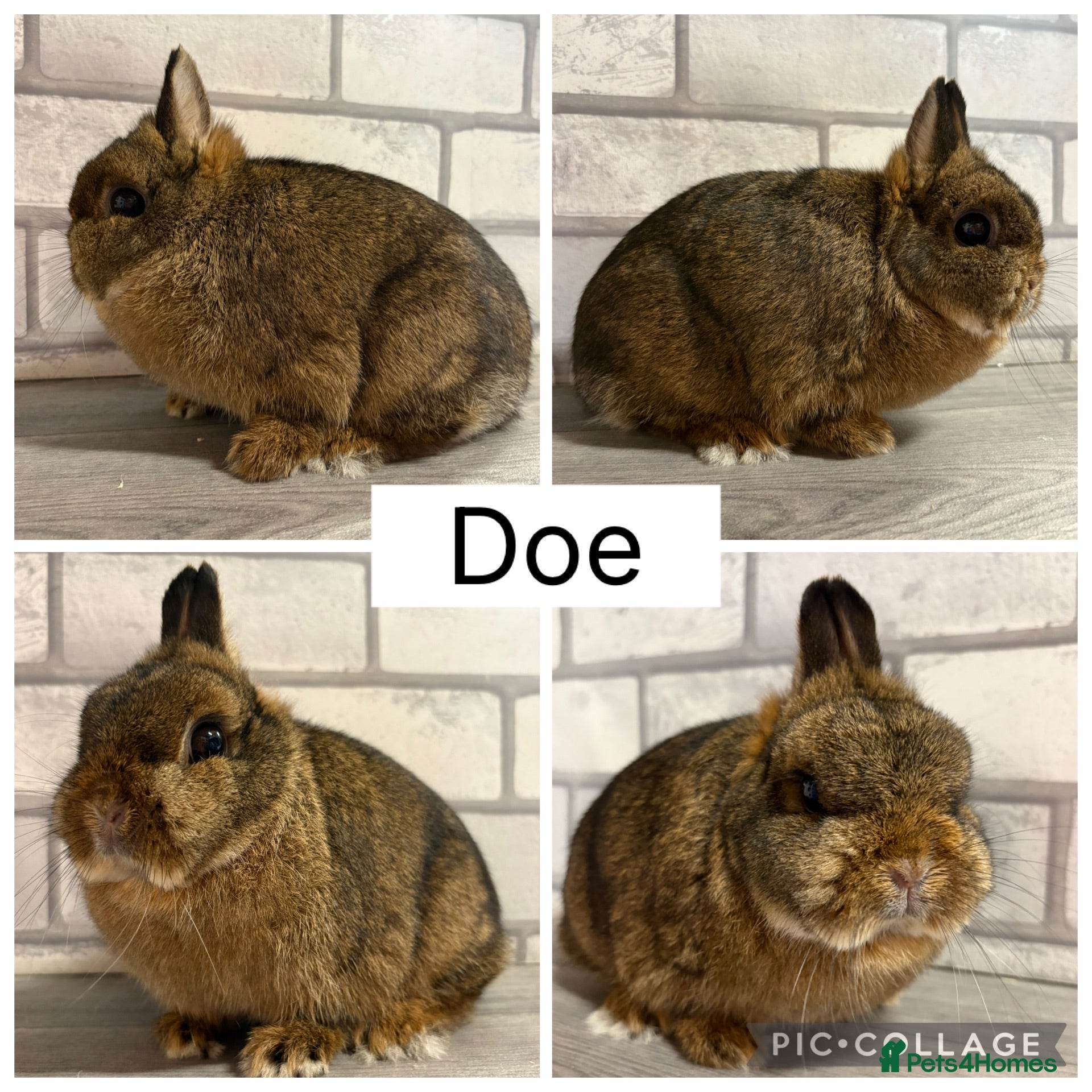 Netherland Dwarf rabbits Netherland Dwarf Adults for sale  - Advert 18