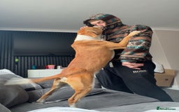 Mixed Breed dogs for sale: 19 month old Staffy X beagle X border collie  - Image 6