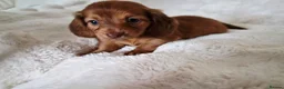 Miniature Dachshund dogs for sale: Longhair miniature dachshund puppys  - Advert 14