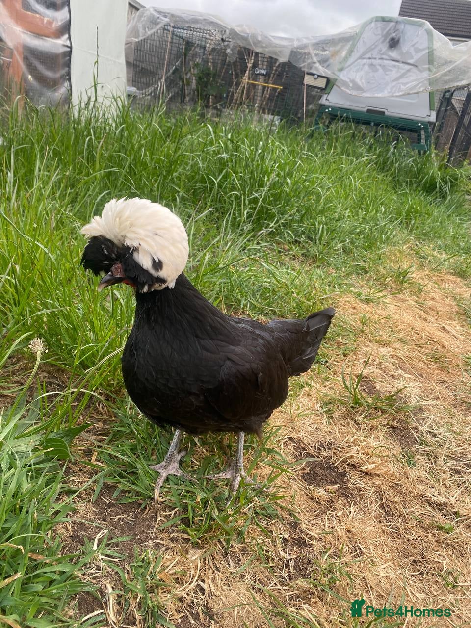 Chickens poultry for sale: Two friendly pet chickens, used to handling - Advert 1