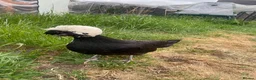 Chickens poultry for sale: Two friendly pet chickens, used to handling - Advert 1