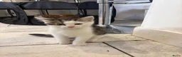 Mixed Breed cats for sale: 2 beautiful boys for sale  - Advert 7