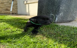 Labrador Retriever dogs for sale: KC Registered Black Labrador Pups 🐾 - Image 30