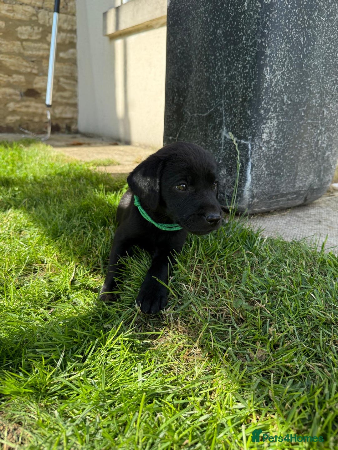 Labrador Retriever dogs for sale: KC Registered Black Labrador Pups 🐾 - Image 30