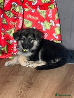 German Shepherd dogs - Advert 1