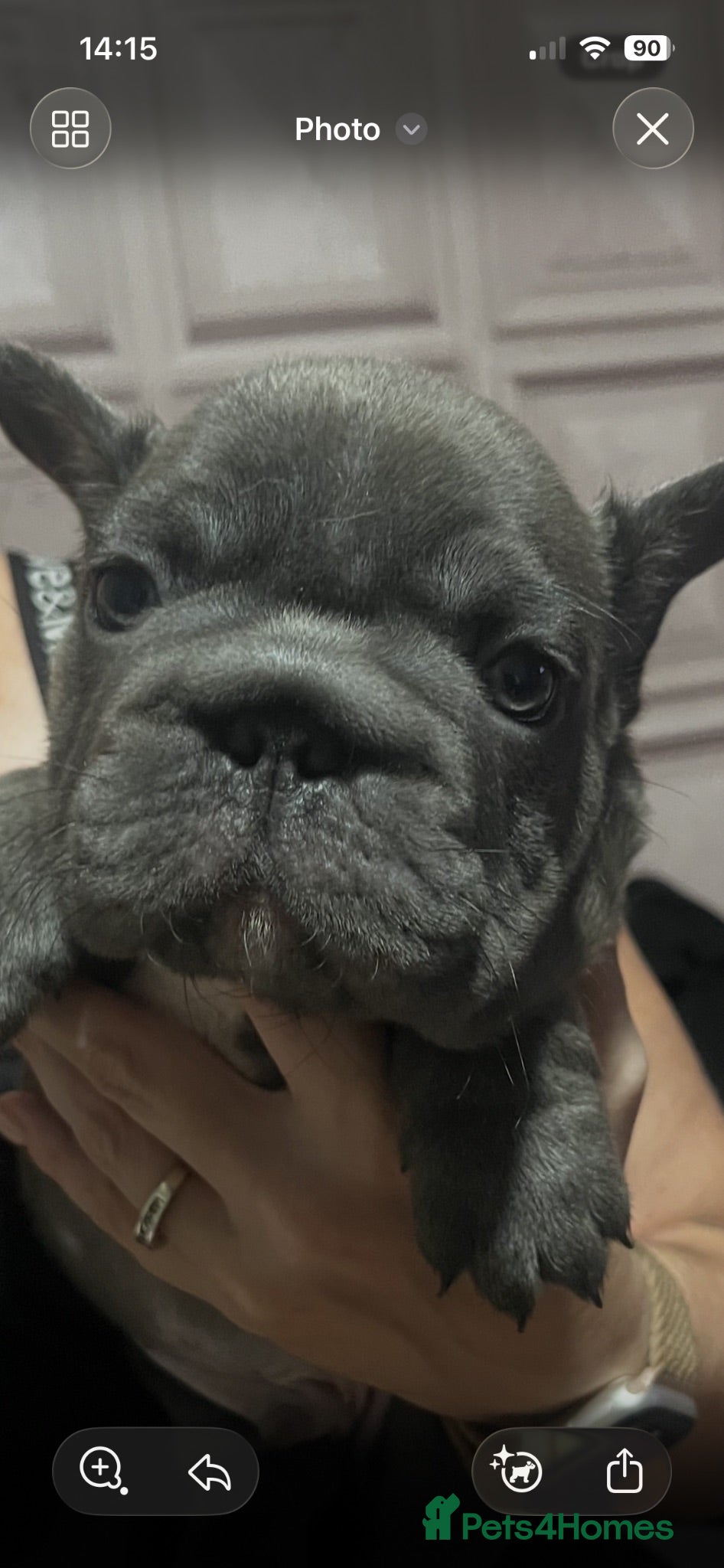 French Bulldog dogs  French bulldog puppies - Advert 12