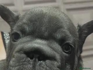 French Bulldog dogs French bulldog puppies - Advert 4