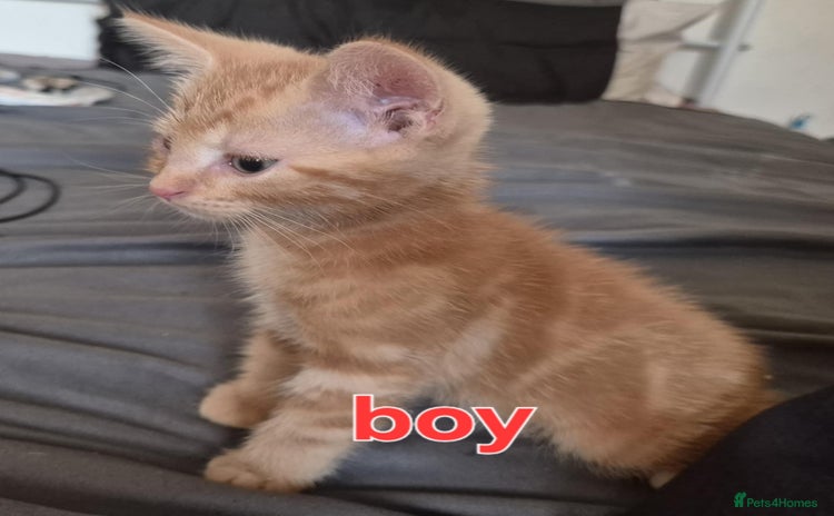 Mixed Breed cats - Advert 15