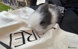 Lionhead rabbits for sale: Female Baby Lionhead Dwarf - Last One 6wks old - Image 7