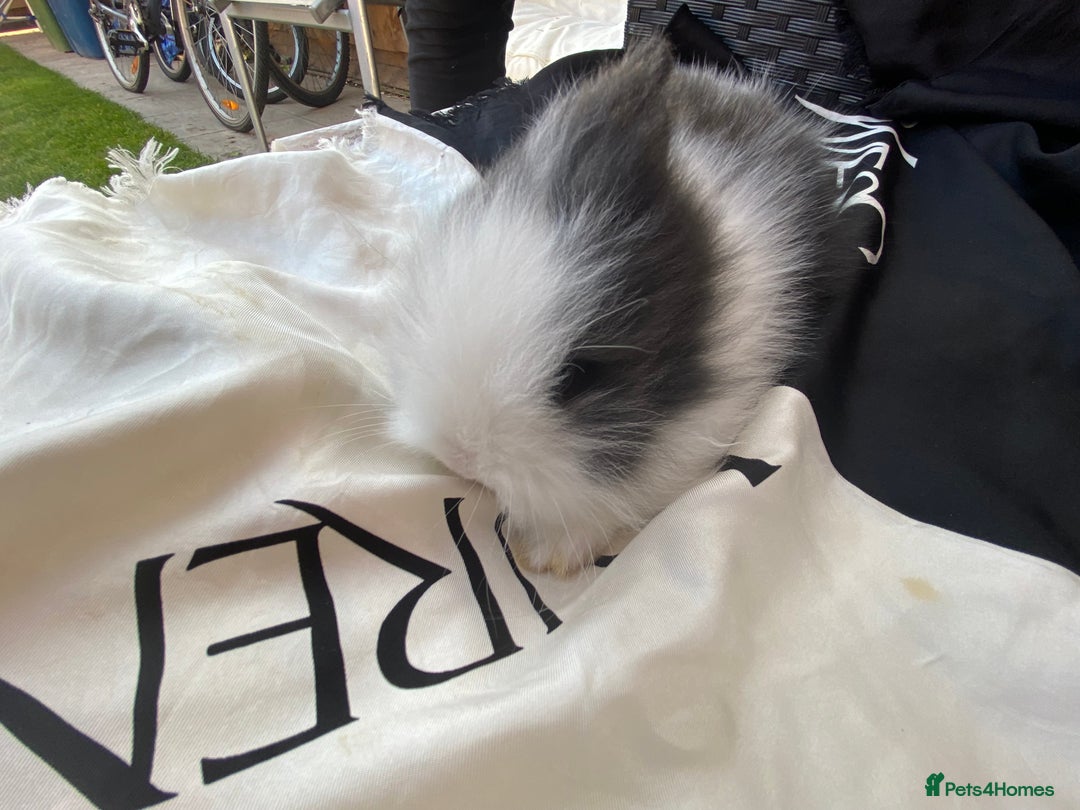 Lionhead rabbits for sale: Female Baby Lionhead Dwarf - Last One 6wks old - Image 7