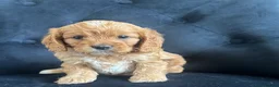 Cavapoo dogs for sale: Stunning F1 Cavapoo health tested parents  - Advert 4