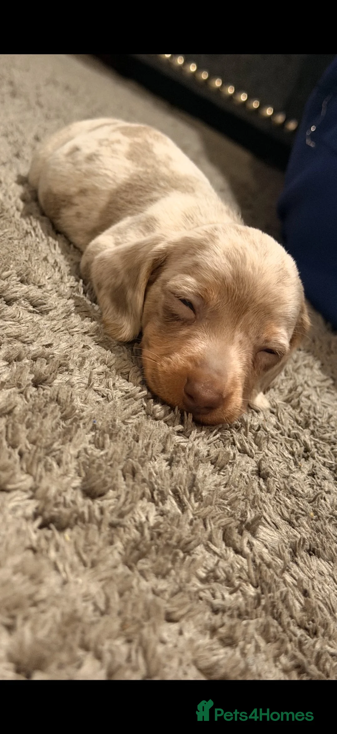 Miniature Dachshund dogs for sale: Miniature dachshund puppies  in Swansea - Advert 9