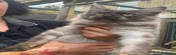 Maine Coon cats for sale: Black smoke Maine coon kittens - Advert 6