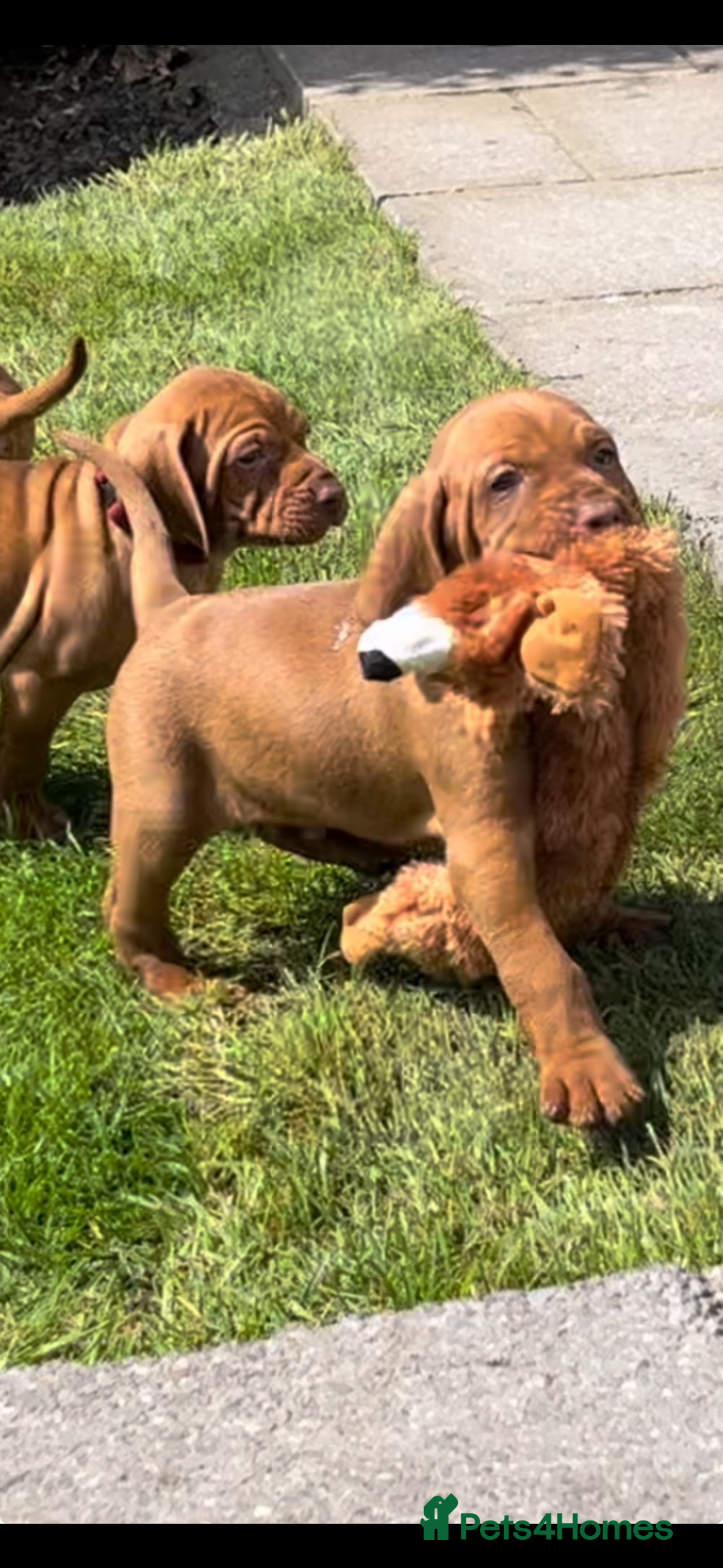 Hungarian Vizsla dogs for sale: Amazing KC reg Hungarian vizsla puppies - Image 4