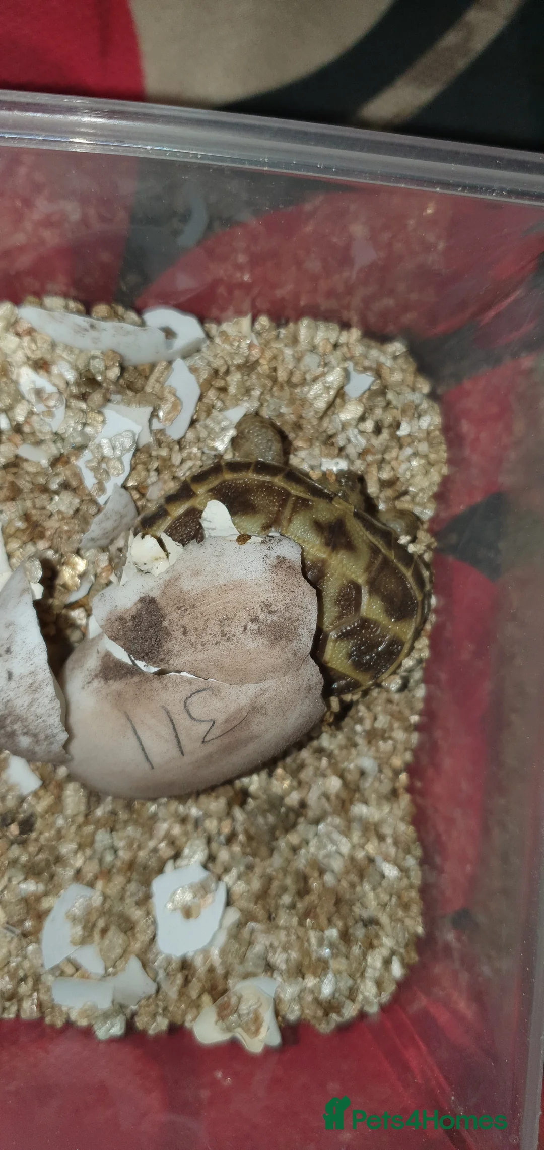 Tortoise reptiles for sale: Baby horsefield tortoise - Advert 6