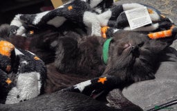 Mixed Breed cats for sale:  ✨ 3 Female Kittens Looking for Forever Homes ✨ - Advert 5