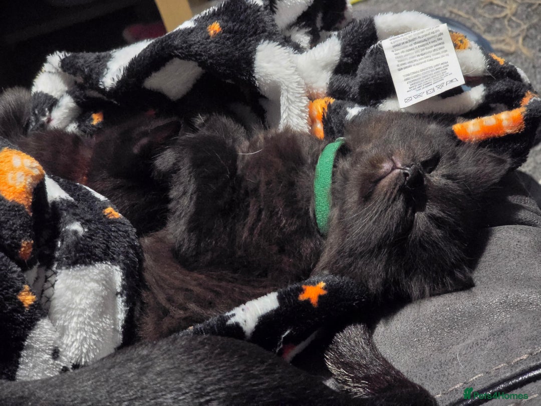 Mixed Breed cats for sale:  ✨ 3 Female Kittens Looking for Forever Homes ✨ - Advert 5