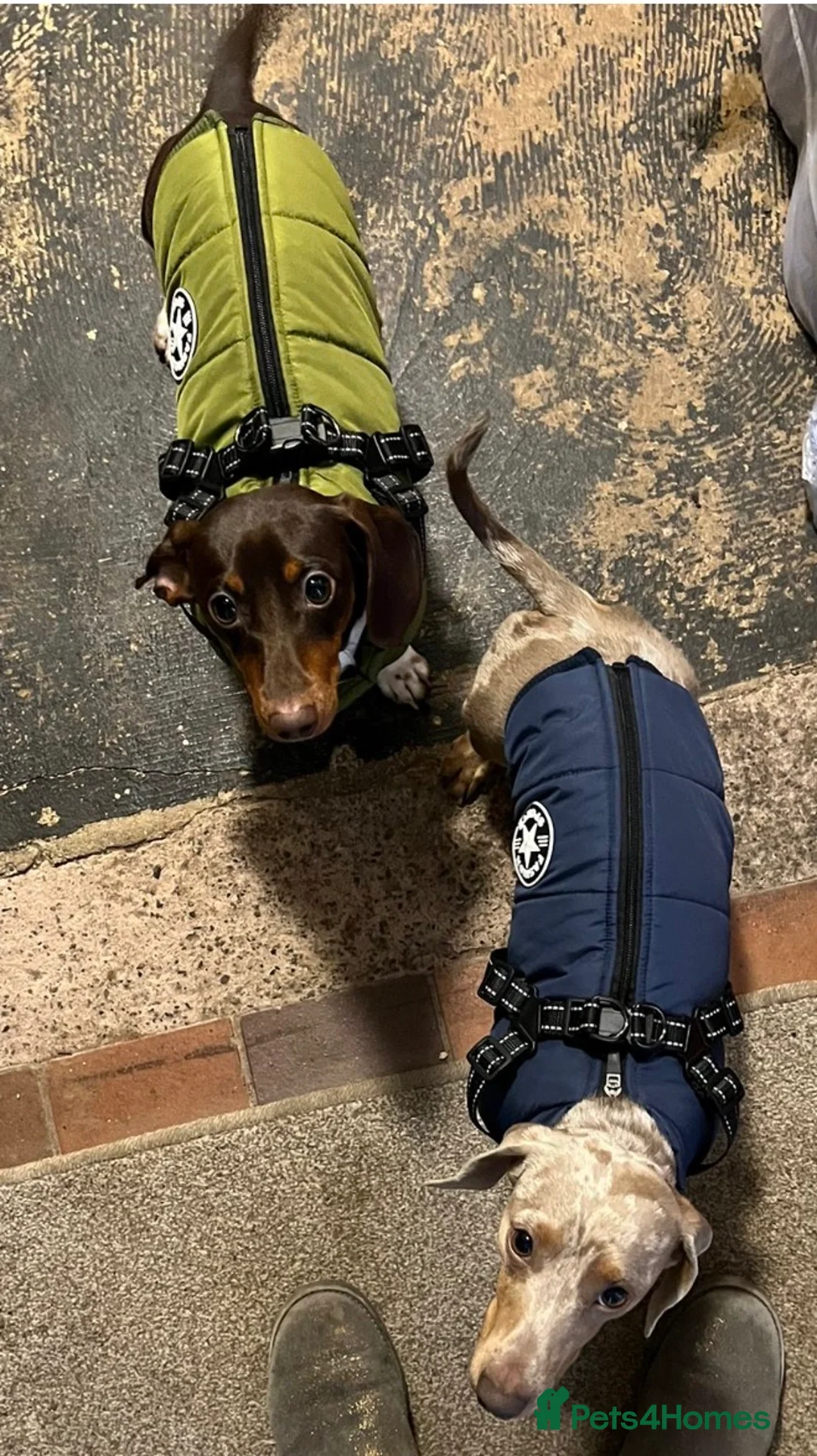 Miniature Dachshund dogs for stud: Mini dachshund  - Advert 4