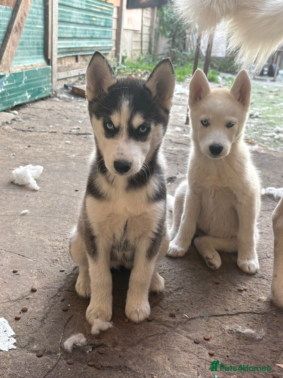 Siberian Husky dogs for sale: Siberian puppy  - Image 7